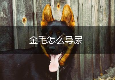 金毛怎么导尿