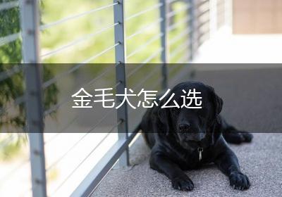金毛犬怎么选