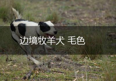 边境牧羊犬 毛色