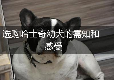 选购哈士奇幼犬的需知和感受