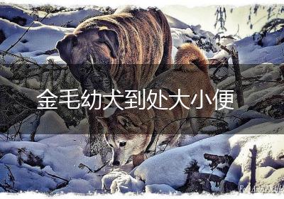 金毛幼犬到处大小便