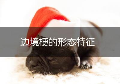 边境梗的形态特征