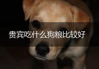 贵宾吃什么狗粮比较好