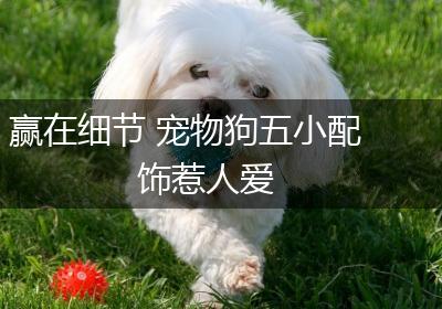 赢在细节 宠物狗五小配饰惹人爱