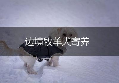 边境牧羊犬寄养