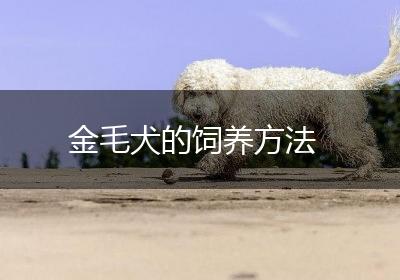 金毛犬的饲养方法