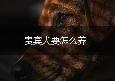 贵宾犬要怎么养