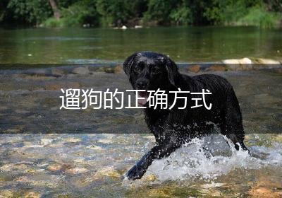 遛狗的正确方式
