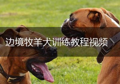 边境牧羊犬训练教程视频