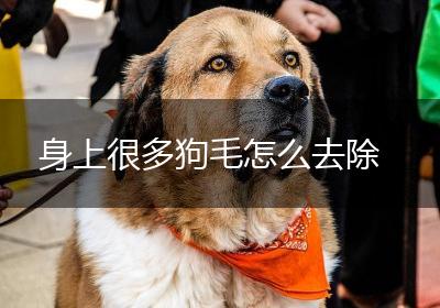 身上很多狗毛怎么去除
