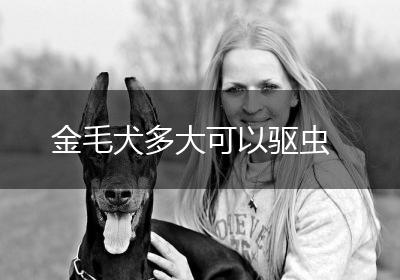 金毛犬多大可以驱虫