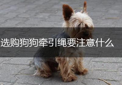 选购狗狗牵引绳要注意什么
