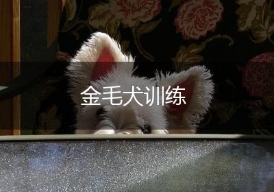 金毛犬训练