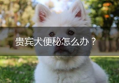贵宾犬便秘怎么办？