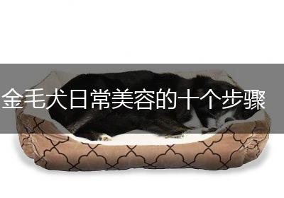 金毛犬日常美容的十个步骤