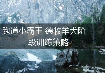 跑道小霸王 德牧羊犬阶段训练策略