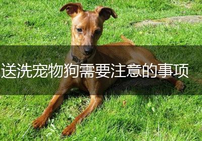 送洗宠物狗需要注意的事项