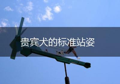 贵宾犬的标准站姿