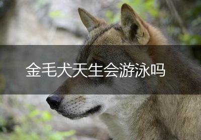 金毛犬天生会游泳吗