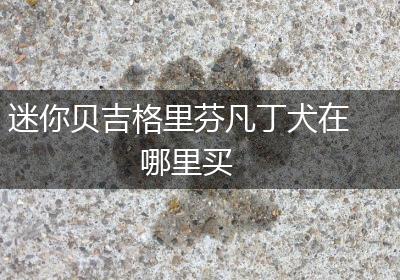 迷你贝吉格里芬凡丁犬在哪里买