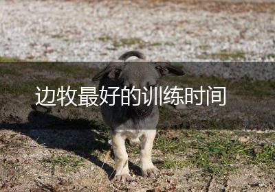 边牧最好的训练时间