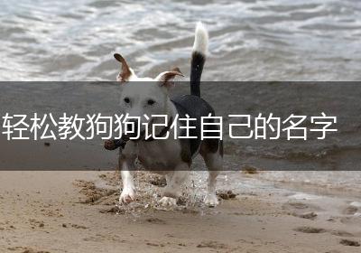轻松教狗狗记住自己的名字