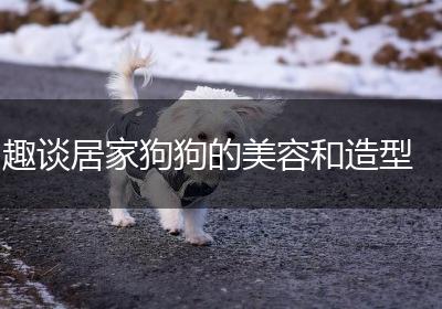 趣谈居家狗狗的美容和造型