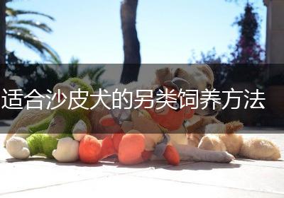 适合沙皮犬的另类饲养方法