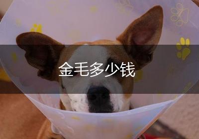 金毛多少钱