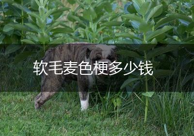 软毛麦色梗多少钱