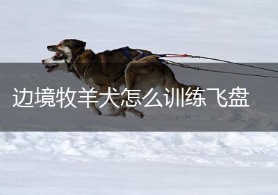 边境牧羊犬怎么训练飞盘