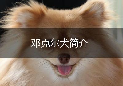 邓克尔犬简介