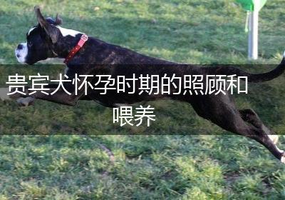 贵宾犬怀孕时期的照顾和喂养