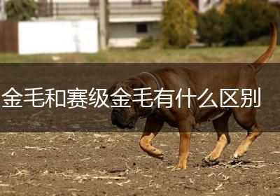 金毛和赛级金毛有什么区别
