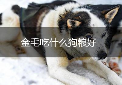 金毛吃什么狗粮好