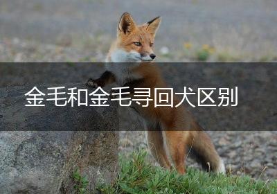 金毛和金毛寻回犬区别