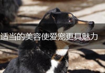 适当的美容使爱宠更具魅力