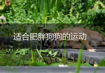 适合肥胖狗狗的运动
