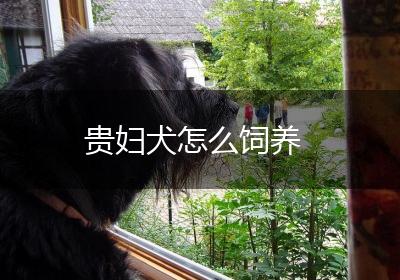 贵妇犬怎么饲养