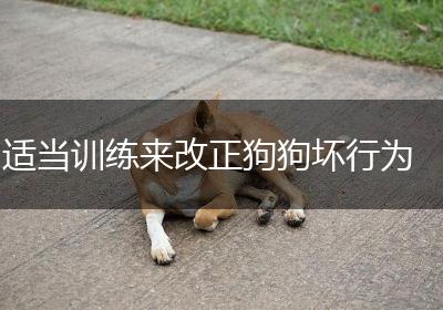 适当训练来改正狗狗坏行为