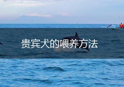 贵宾犬的喂养方法