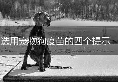 选用宠物狗疫苗的四个提示