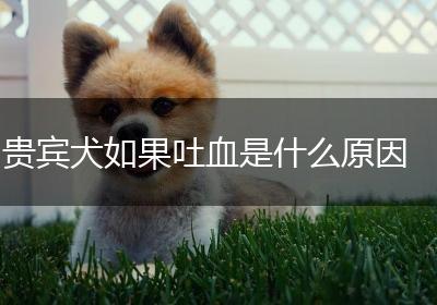 贵宾犬如果吐血是什么原因