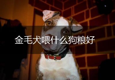 金毛犬喂什么狗粮好