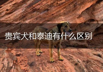 贵宾犬和泰迪有什么区别