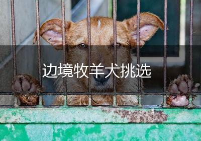 边境牧羊犬挑选