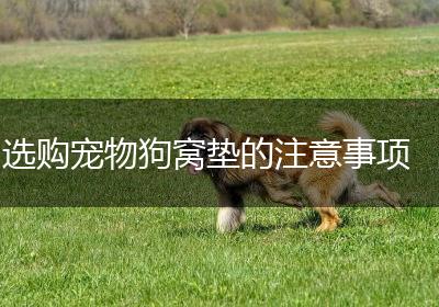 选购宠物狗窝垫的注意事项