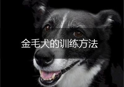 金毛犬的训练方法