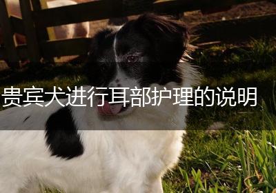 贵宾犬进行耳部护理的说明