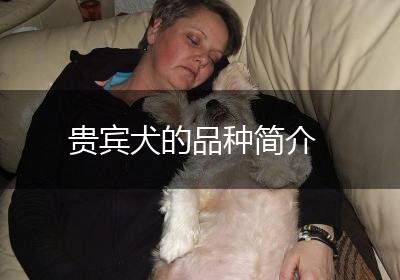 贵宾犬的品种简介